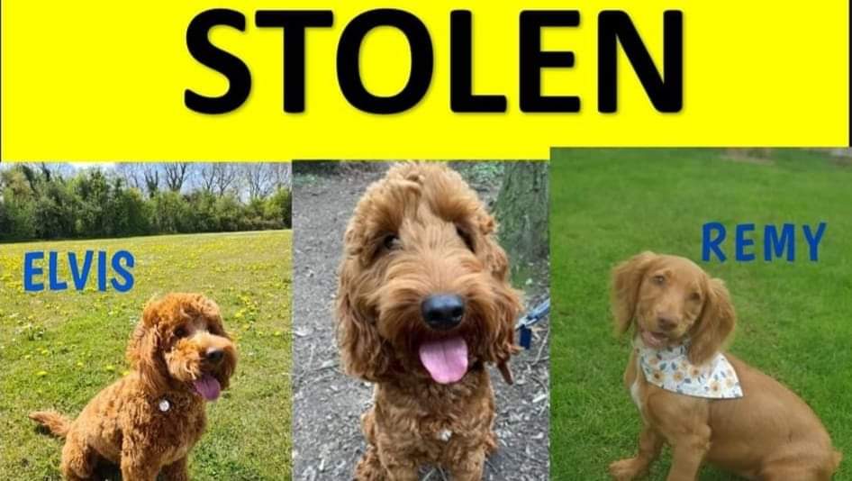 #TheSpondonThree
#Elvis #Remy #Tony
Where are they now ?....
#StolenDogs #Find3StolenSpanielsx