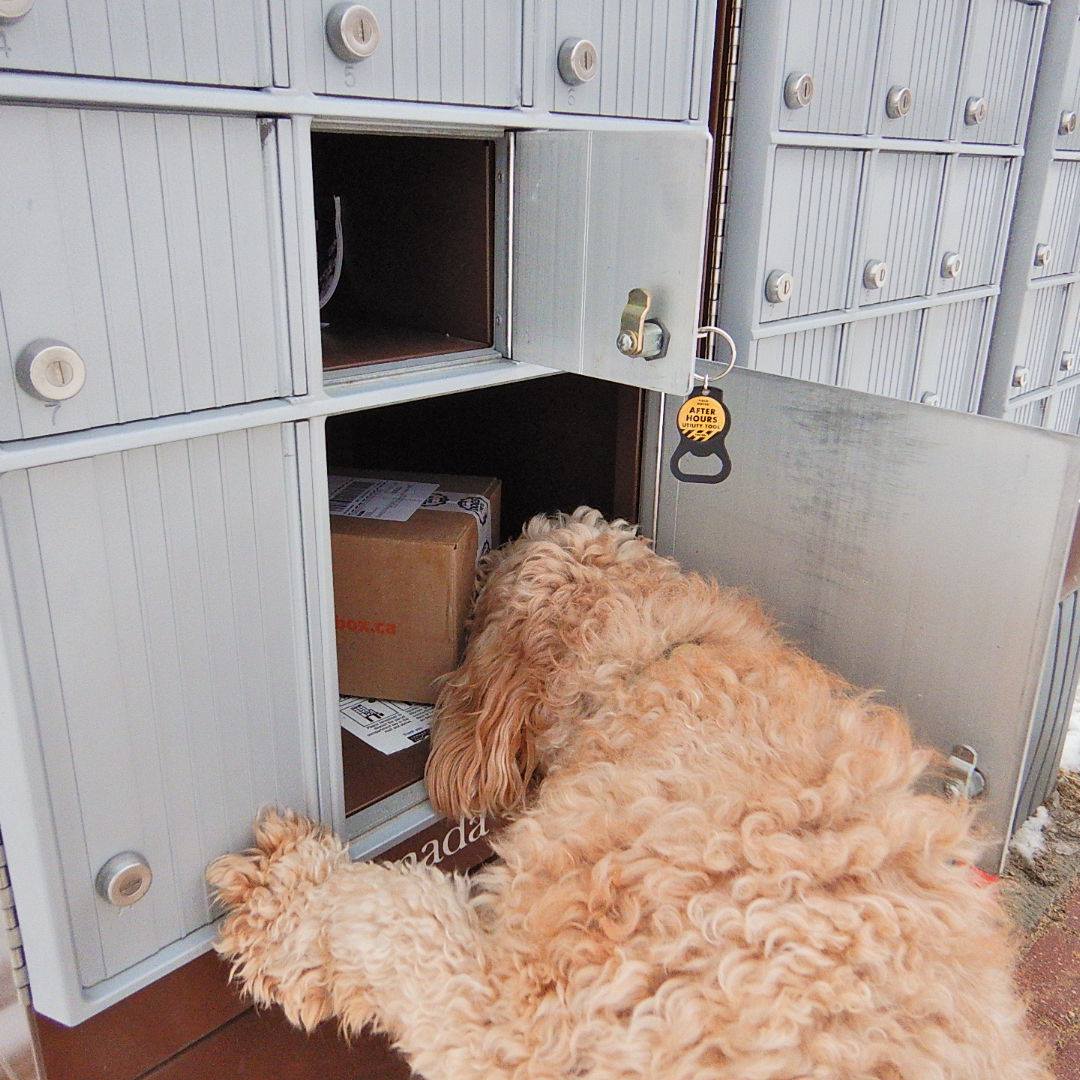 FourLeggerBox's tweet image. Throwback Thursday to this special delivery 📦🐕

#throwback #delivery #bowzerbox #fourlegger #dogbox #subscriptionbox #numberone