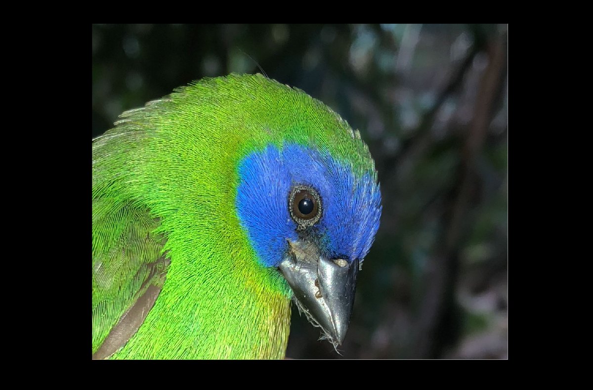 LHDeCicco's tweet image. Interested in hearing about a couple of confusing New Guinea parrotfinch species that turned out to be nearly identical genetically? Check out my talk at #2021AOS_SCO tomorrow at 2:39 EST in the Evolution3 paper session.