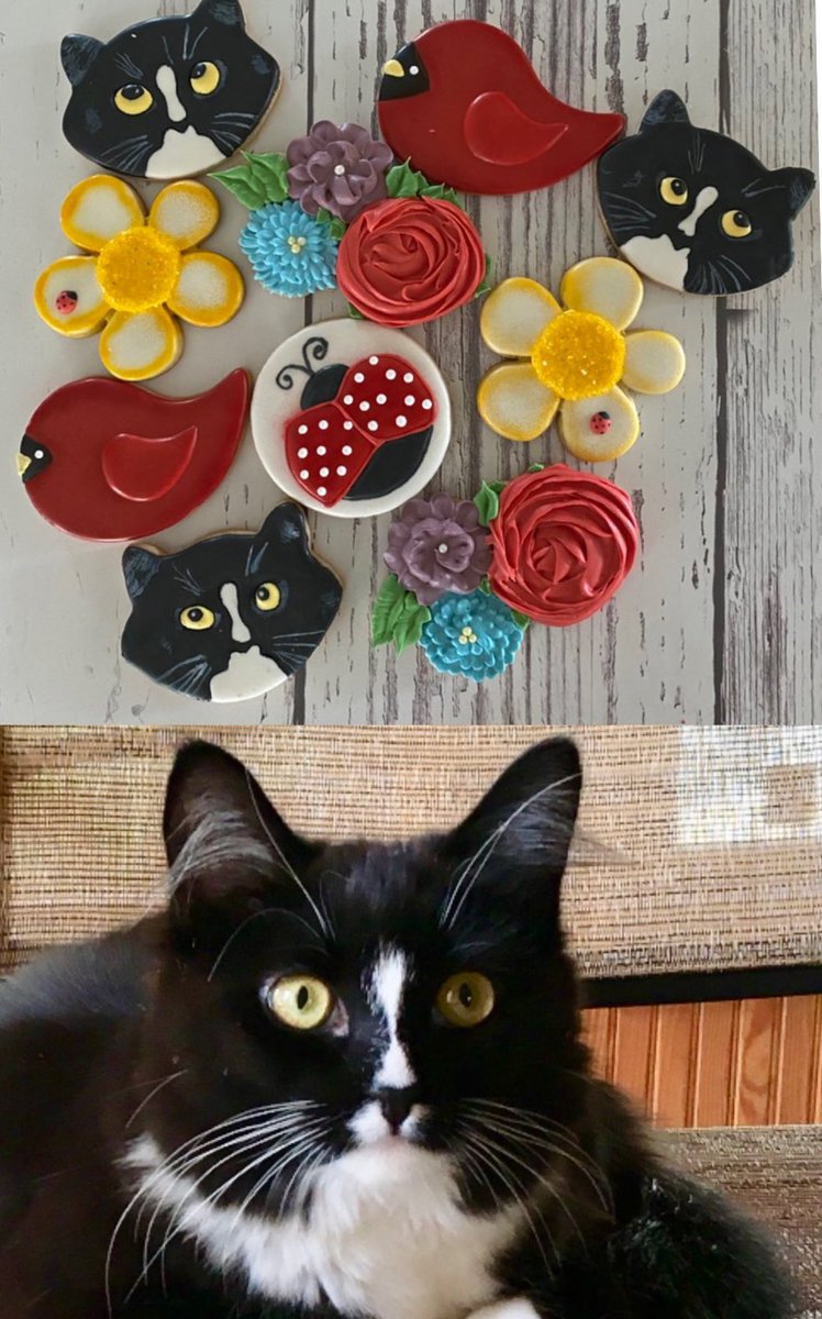 BebeCatsLife's tweet photo. Look Mommy. I’m famous. @DDelightsSweets made cookies 🍪 look like me! @DrLambo_ I wuv them. I’m so cute &amp; special &amp; a little tiny bit conceited #CatsOfTwitter #Cats https://t.co/SffkglVIpZ