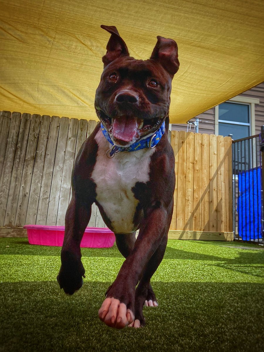 GreatPlainsSPCA's tweet photo. Reginald is basically an Olympic runner when he's in the play yards! โค๏ธ๐
#AdoptReginald #DogsofTwitter #AdoptableDogs #ShelterDogs https://t.co/1mKGYrlqY8