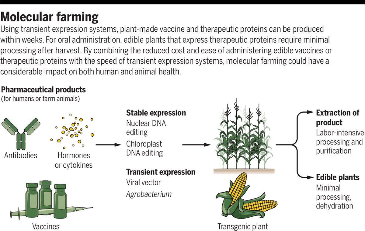 Recent progress in developing and testing plant-made vaccines has revived interest in plant-produced pharmaceuticals, including edible drugs, for human use. Read more in a new #SciencePerspective. fcld.ly/eqhhgqg
