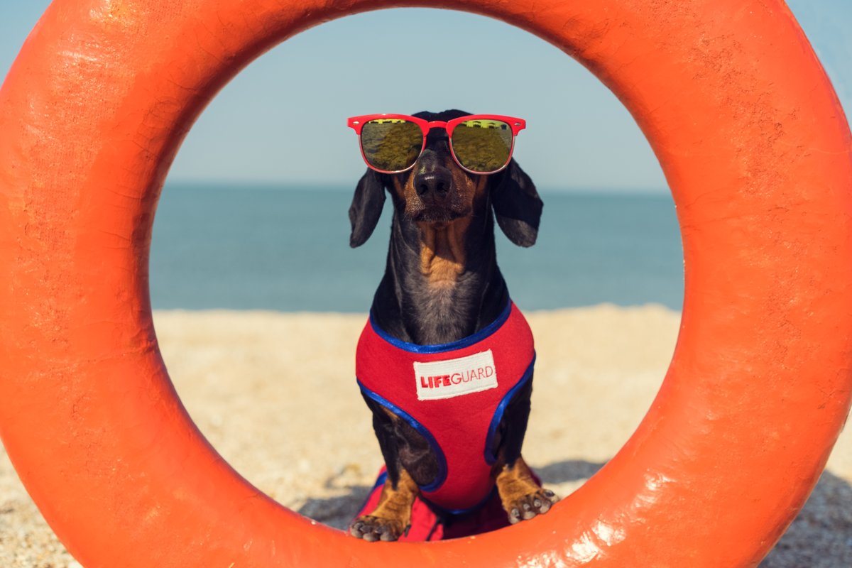 indianadunes's tweet photo. As our student lifeguards go back to school, swimming beaches may close or be swim at your own risk if no lifeguards are available.

Before heading out to the Indiana Dunes State Park or West Beach, call 219-926-2255 to check if the swimming beaches are open. 🏊‍♀️ 🏊 https://t.co/9PDZAe80KS