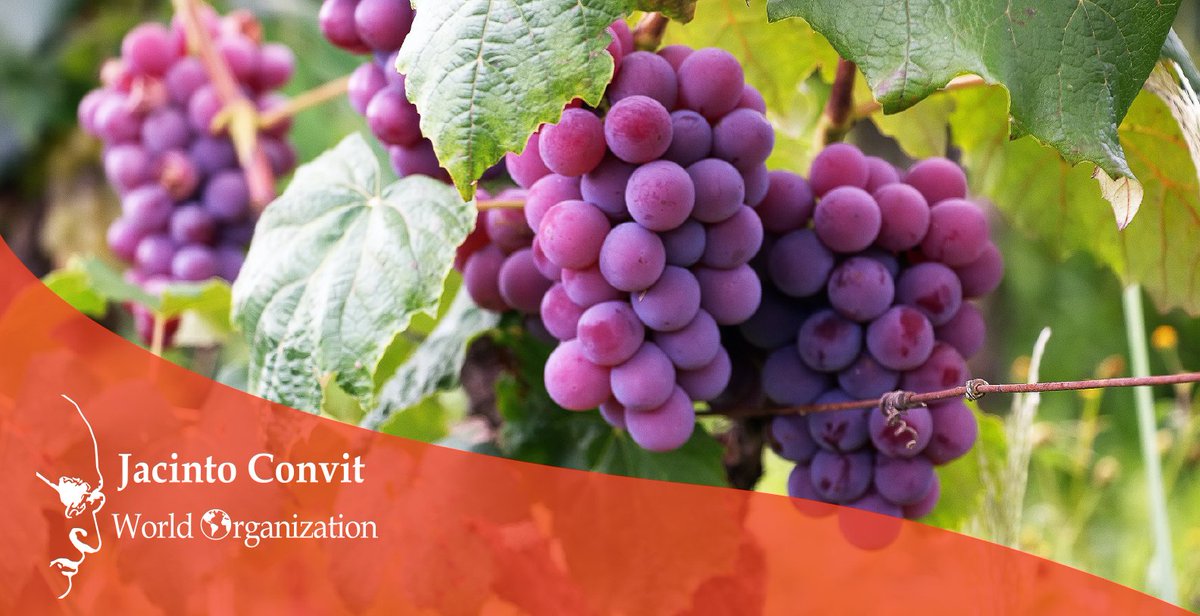 JacintoConvitWO's tweet image. A #NaturalCompound found in #Grapes appears to make it harder for your cells to store fat. It may also help #FatCells in your body break up at a faster rate. @WebMD 

Go to wb.md/3yeleip 

#Healthcare #HealthyFood