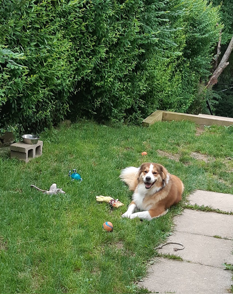 Great ol' day to be a puppy dog!

#PupSquad #GoodDogLogic #GoldenRetrievers #greatbernese