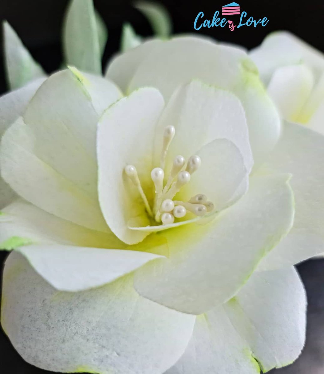 Wafer Paper Fantasy Flowers

<a href="/SquiresKitchen/">@squireskitchen</a> <a href="/PMEcake/">PME Cake Decorating</a> 
#waferpaper #waferpaperflowers #caketopper #cakemaker