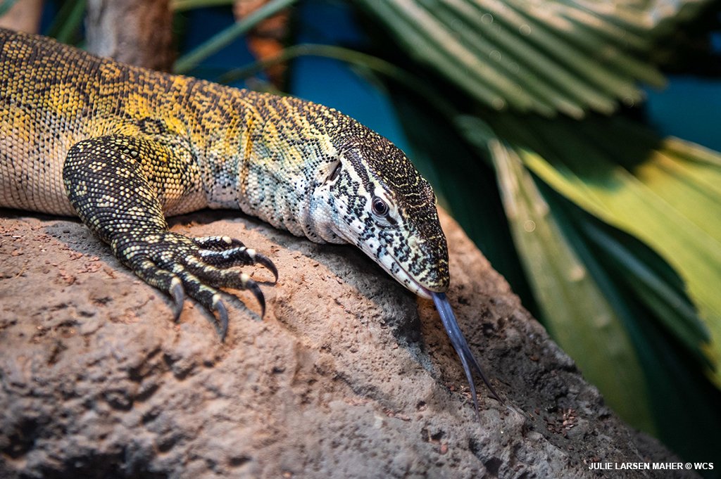 BronxZoo's tweet photo. It’s #WorldLizardDay! Here’s a look at just a few of the amazing lizards you can find at the Bronx Zoo. Pictured here are the blue iguana, Nile monitor, shingleback skink, and Chinese crocodile lizard. https://t.co/y47iZV2CZ9
