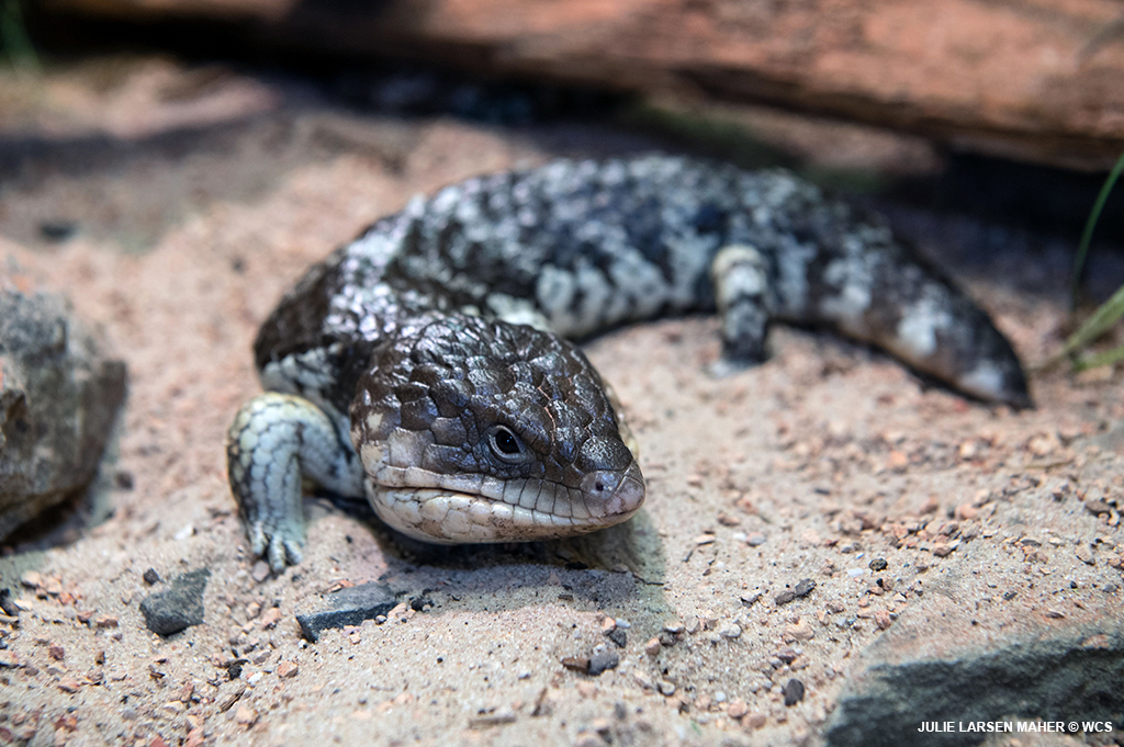 BronxZoo's tweet photo. It’s #WorldLizardDay! Here’s a look at just a few of the amazing lizards you can find at the Bronx Zoo. Pictured here are the blue iguana, Nile monitor, shingleback skink, and Chinese crocodile lizard. https://t.co/y47iZV2CZ9