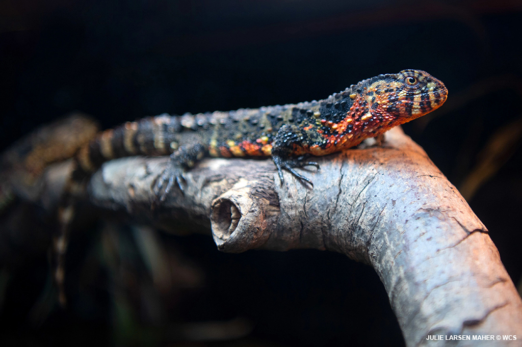BronxZoo's tweet photo. It’s #WorldLizardDay! Here’s a look at just a few of the amazing lizards you can find at the Bronx Zoo. Pictured here are the blue iguana, Nile monitor, shingleback skink, and Chinese crocodile lizard. https://t.co/y47iZV2CZ9