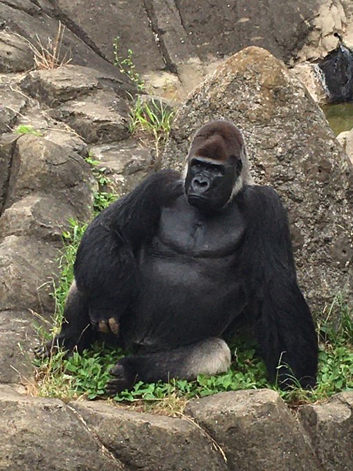 Apegorillaさんのイラストまとめ