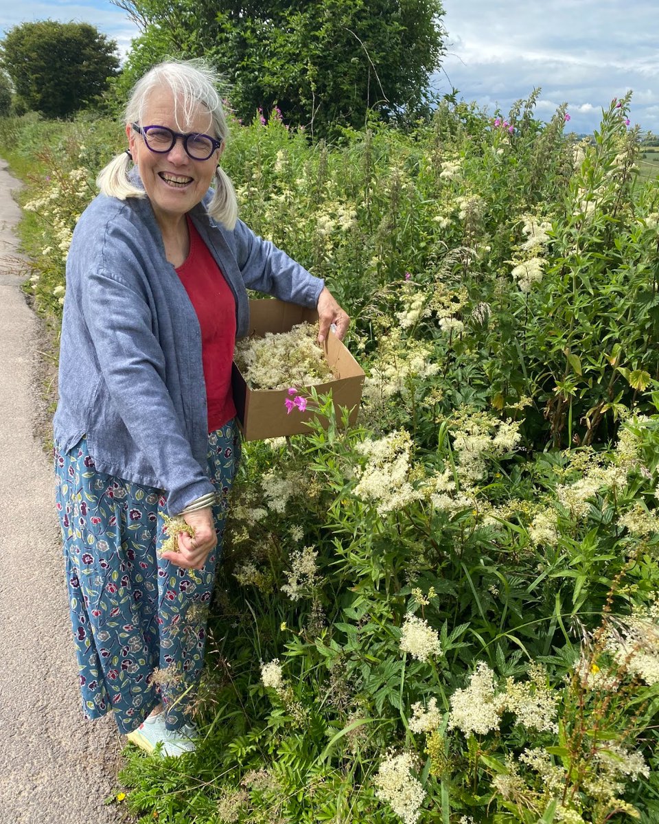 Check out Darina Allen's latest blog post on Meadowsweet: If you have been meandering along the country roads for the past few weeks, you’ll have seen swathes of fluffy cream flowers along the verges: darinasblog.cookingisfun.ie/2021/08/meadow…