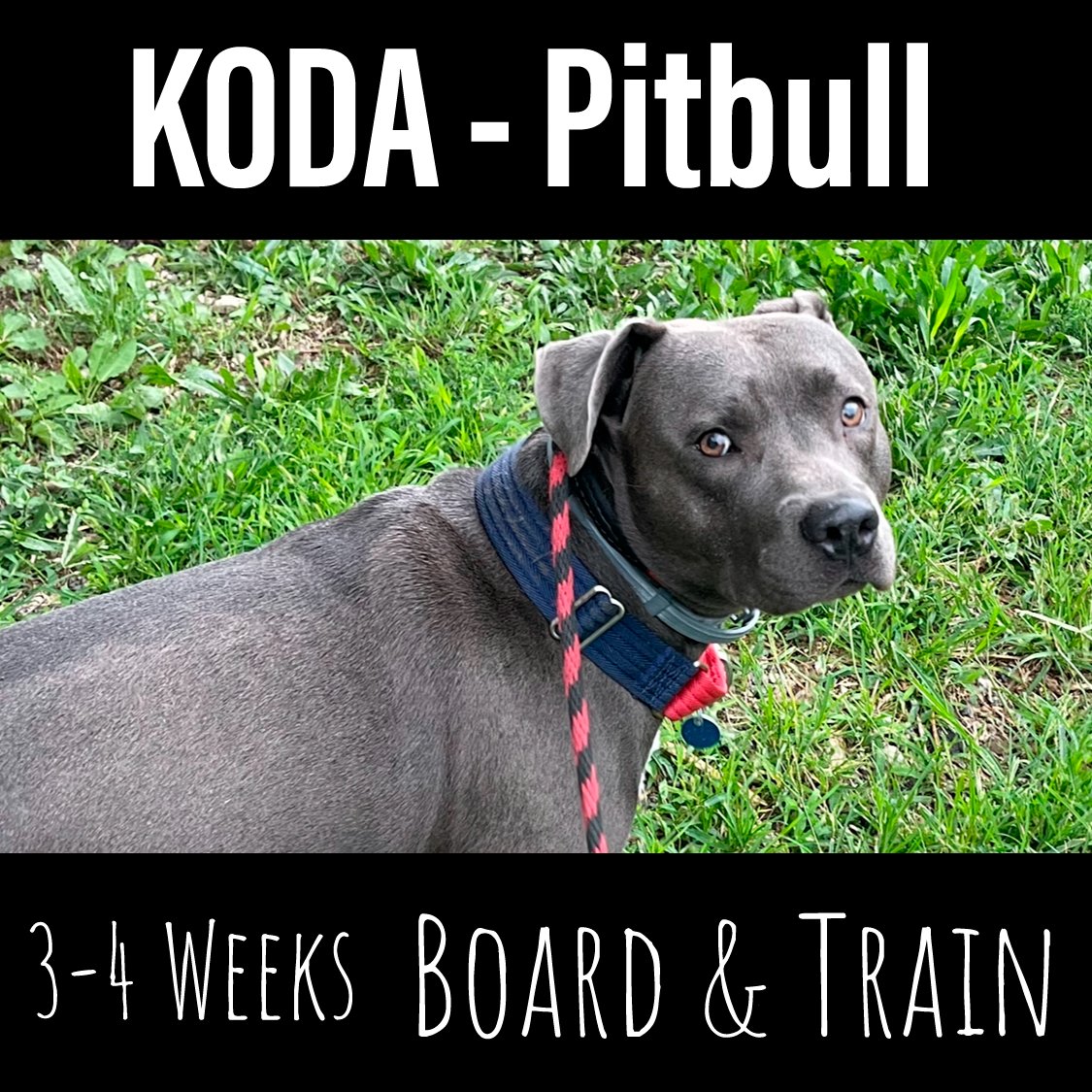 We Welcome Koda!! 2 year old American Bully.  He's arrived with a list of issues including..excessive barking, lunging, nipping with quarantine, pushy, bossy, entitled, no manners, pulling on leash, slamming into windows, growling &amp; barking in the car, and the list can go on!!!!