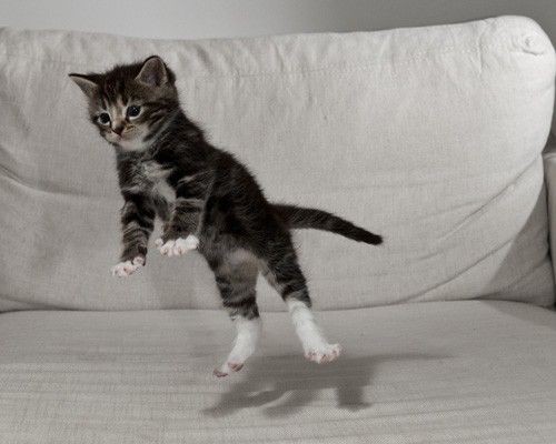 ksndetaiIs's tweet photo. kittens go jump ! (≧▽≦) 
#ENHYPEN_SUNOO #SUNOO #선우 🦊 https://t.co/IEIasXu47R