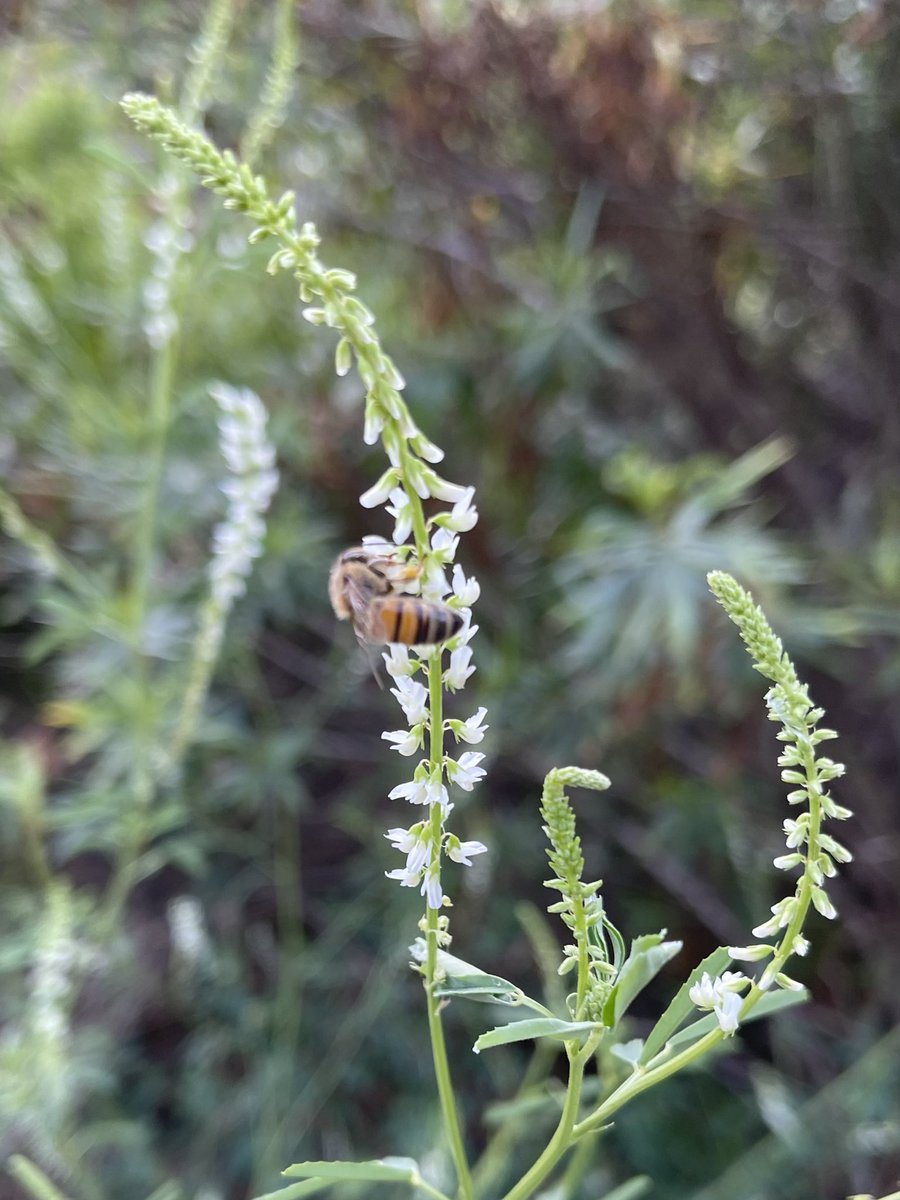 方舟子on Twitter 今日所见野花 桂叶漆树 Laurel Sumac 柳叶香根菊 Mule Fat 白花草木樨 White Sweet Clover 茴香 Fennel 方舟子on Twitter 今日所见野花 桂叶漆树 Laurel Sumac 柳叶香根菊 Mule Fat 白花草木樨 White Sweet Clover 茴香 Fennel