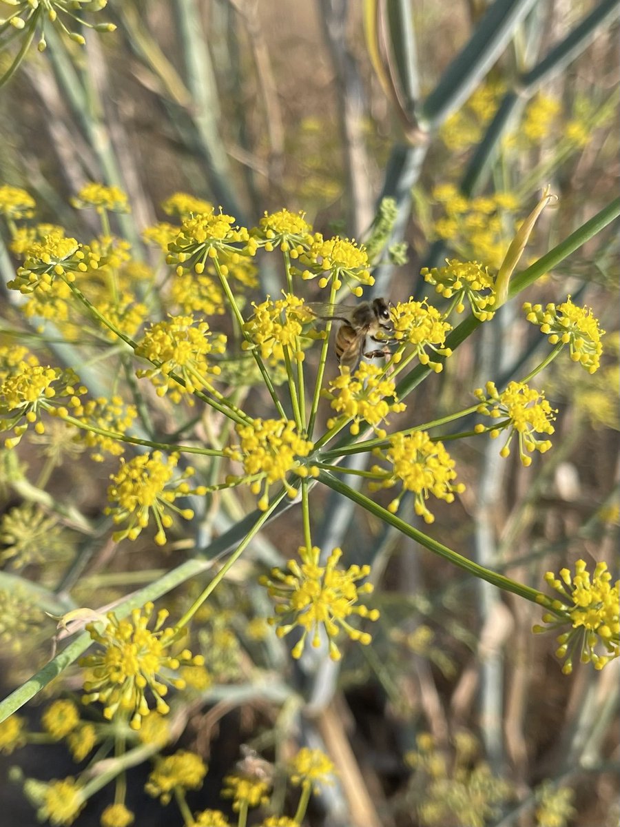 方舟子on Twitter 今日所见野花 桂叶漆树 Laurel Sumac 柳叶香根菊 Mule Fat 白花草木樨 White Sweet Clover 茴香 Fennel 方舟子on Twitter 今日所见野花 桂叶漆树 Laurel Sumac 柳叶香根菊 Mule Fat 白花草木樨 White Sweet Clover 茴香 Fennel