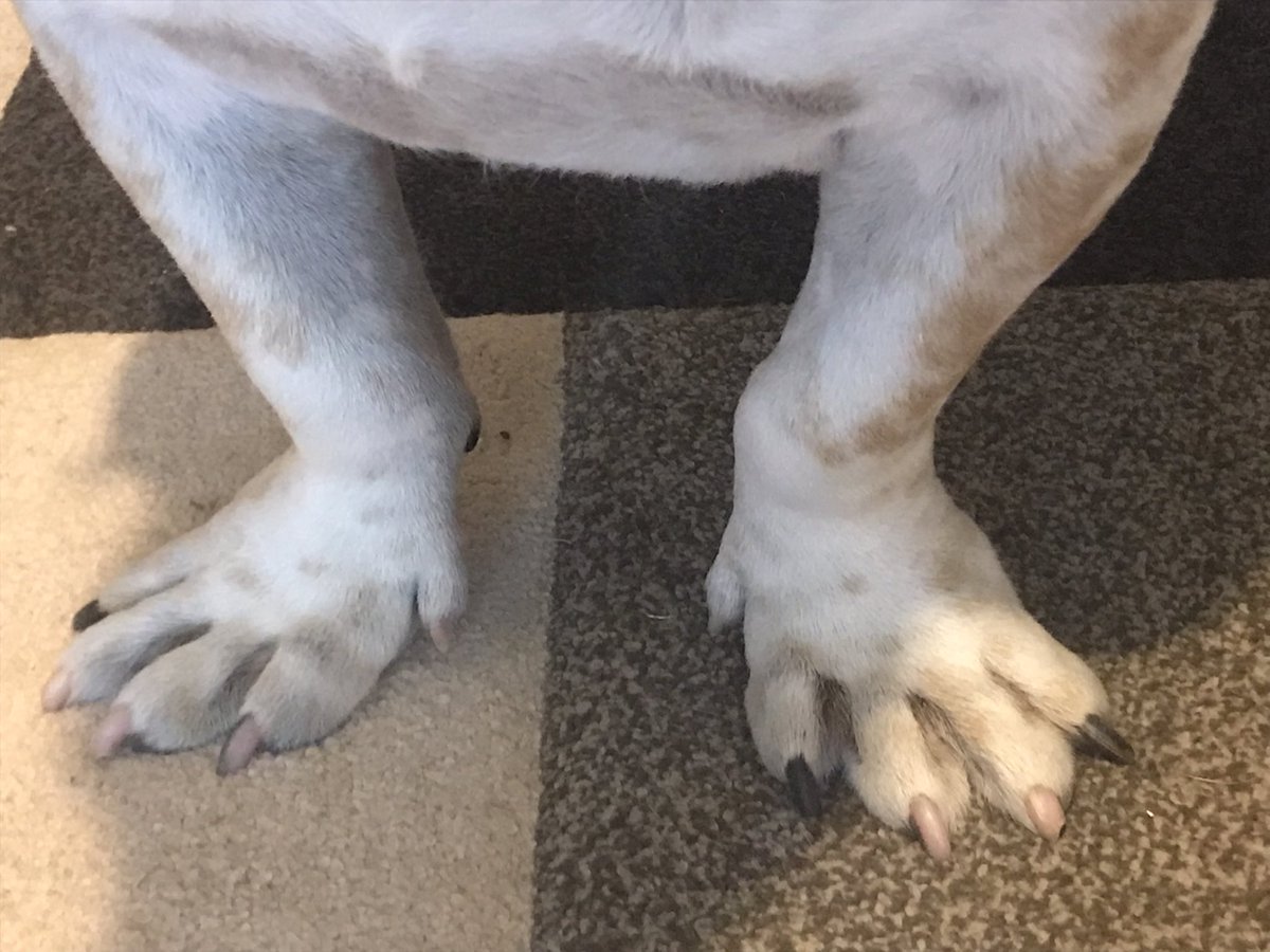 RoscoeLonestar's tweet photo. What iz da #secret 2 being @RoscoeLonestar?
1. Smug look
2. Canklez
3. #AZZets
4. #Luscious #Tail
Do u haz what it takes to be #roscoelonestar?!?
❤️🐾🦴🐾❤️
#dogs #dogsofinstagram #RETWEEET #FolloMe #RescueDogs #bulldog https://t.co/7X0c16O1sK