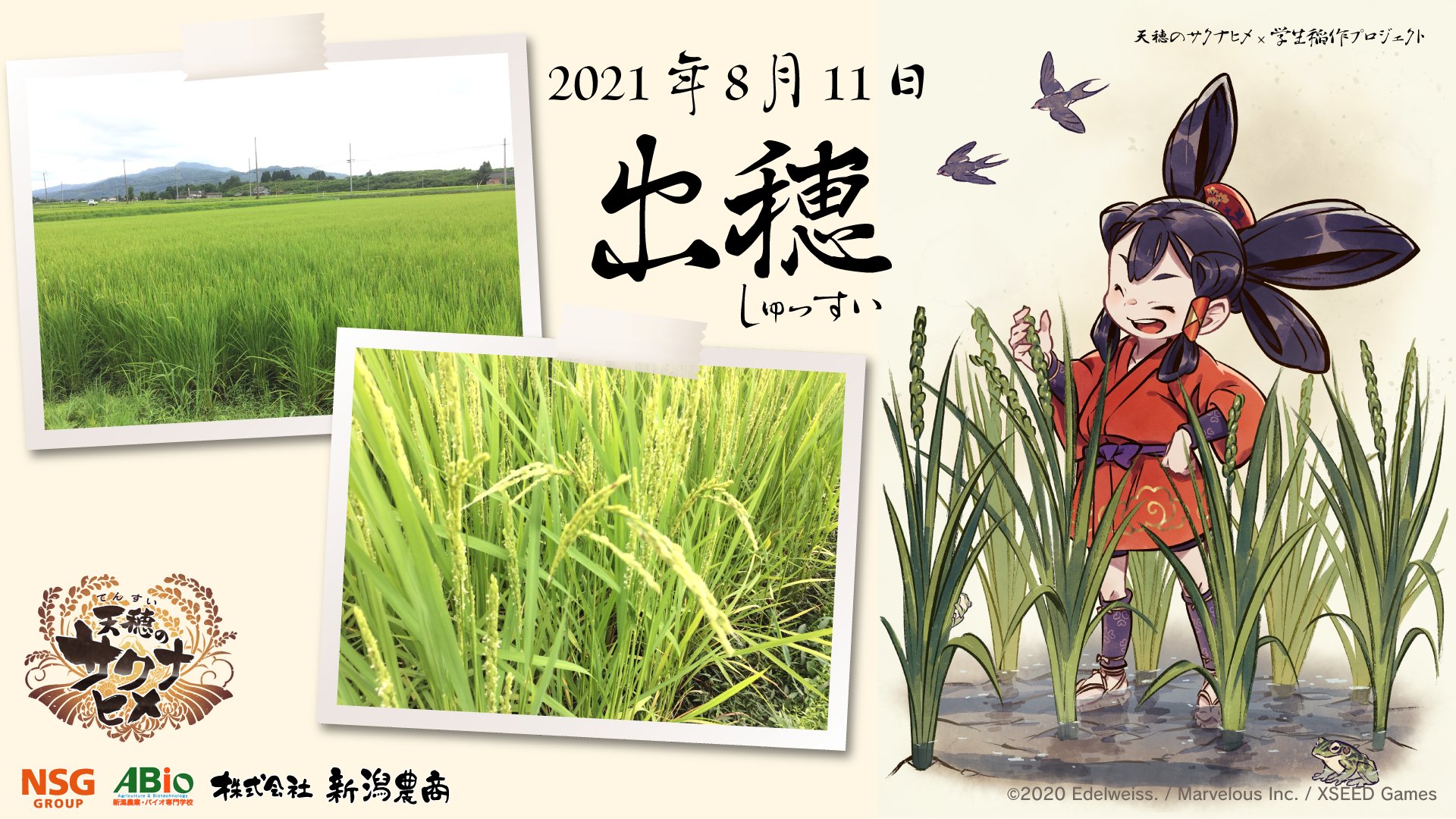 サクナヒメ奉納米 Twitter Search Twitter