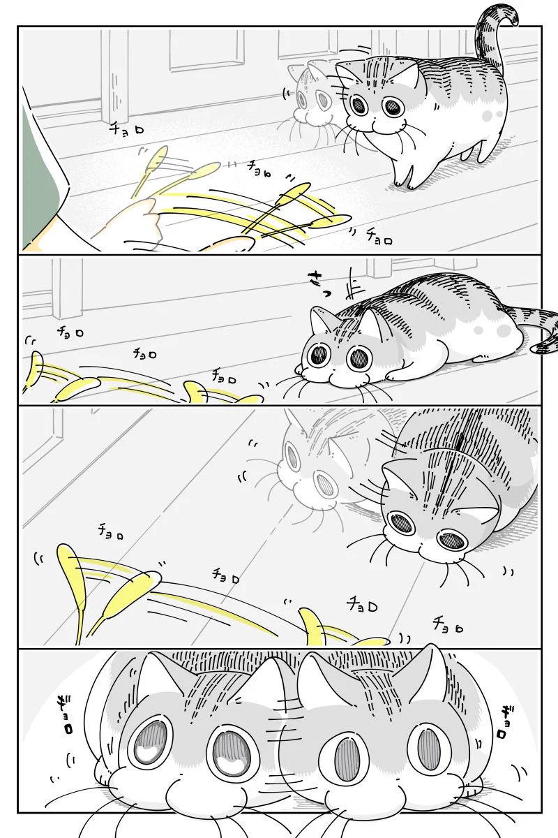 緊張感が凄そう･･･！おもちゃをロックオンするも、なかなか飛びついて来ない猫のお話！
