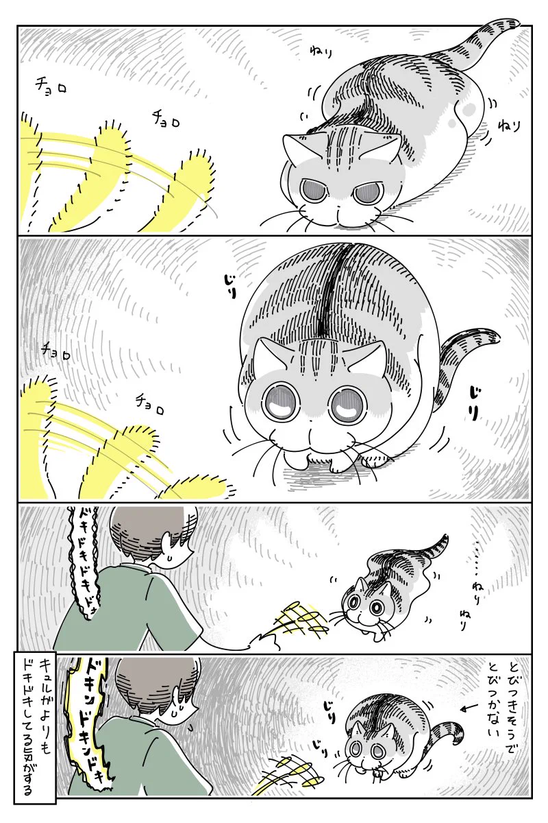 緊張感が凄そう･･･！おもちゃをロックオンするも、なかなか飛びついて来ない猫のお話！