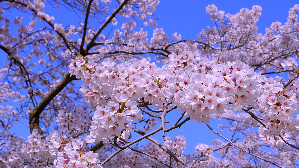 花lampe Hanalampe19 Twitter