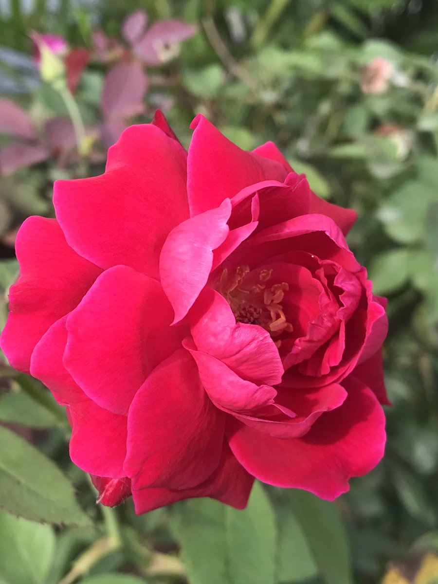 AmirLadka's tweet photo. हर हर महादेव ❤️🙏🏻
#highwayClick
#MyPhotography
#Rose
#mobilephotography
Feel free to steal pic without credit. 😝 https://t.co/HZtqm5nAet