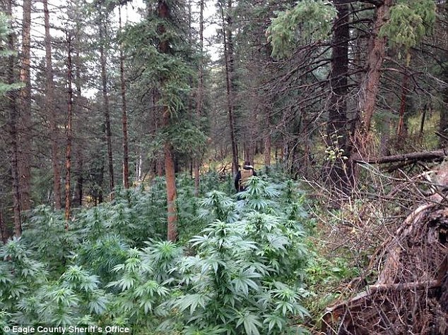 LordNishar's tweet photo. #DueToBudgetConstraints I started a garden in the woods. https://t.co/EcV2DzSGO9