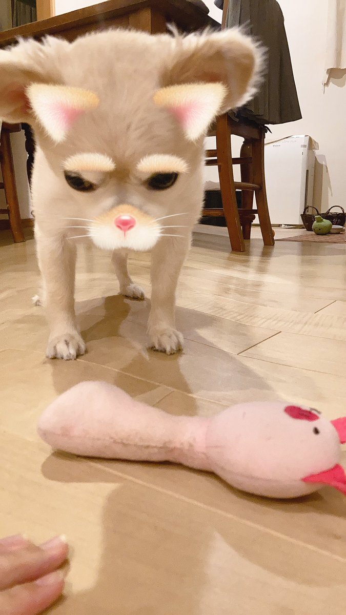 hacuto1's tweet photo. snowで撮ってみたよ！

遊んで欲しそうにおもちゃを見つめる犬w https://t.co/8iqOpikd7z