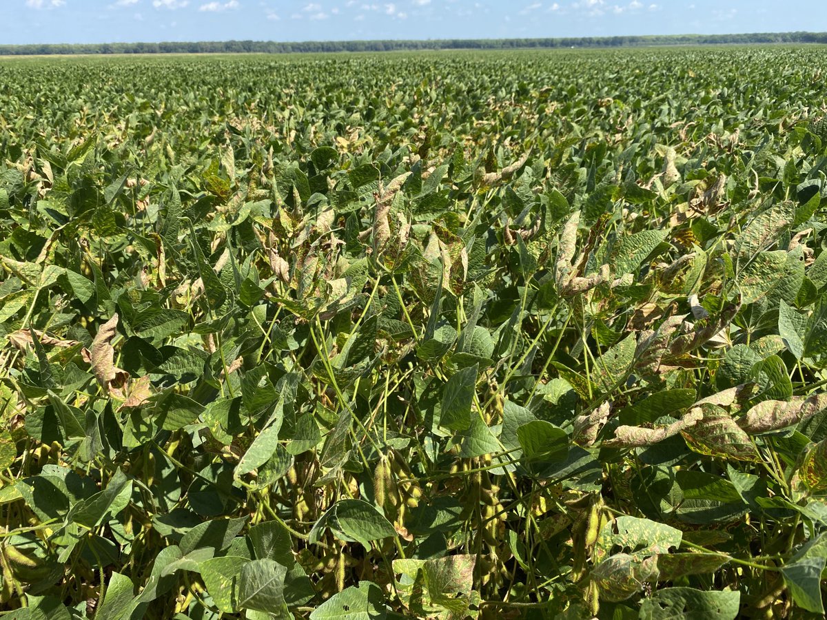 travisfaske's tweet photo. Spotted at 60 MPH between a line of pecan trees. Not the same speed @baldpathologist used to spot TRD, but not too shabby. Will we see more #SDS in 2021 in AR, probably. Resistance is best tactic to manage SDS. @soydisease #Arkansas #ARExtension https://t.co/d0jUEvSETf