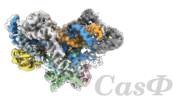 CasΦ is out! 
Check it out: nature.com/articles/s4159…
Pleasure to work with you guys! @patrick_pausch, K. Soczek, <a href="/connortsuchida/">Connor Tsuchida</a>, <a href="/themicrobeguy/">Basem Al-Shayeb, Ph.D. 🧬</a>, <a href="/BanfieldLab/">The Banfield Lab</a>, <a href="/NogalesLab/">The Nogales Lab</a>, <a href="/doudna_lab/">Doudna Lab</a>, #cryoEM