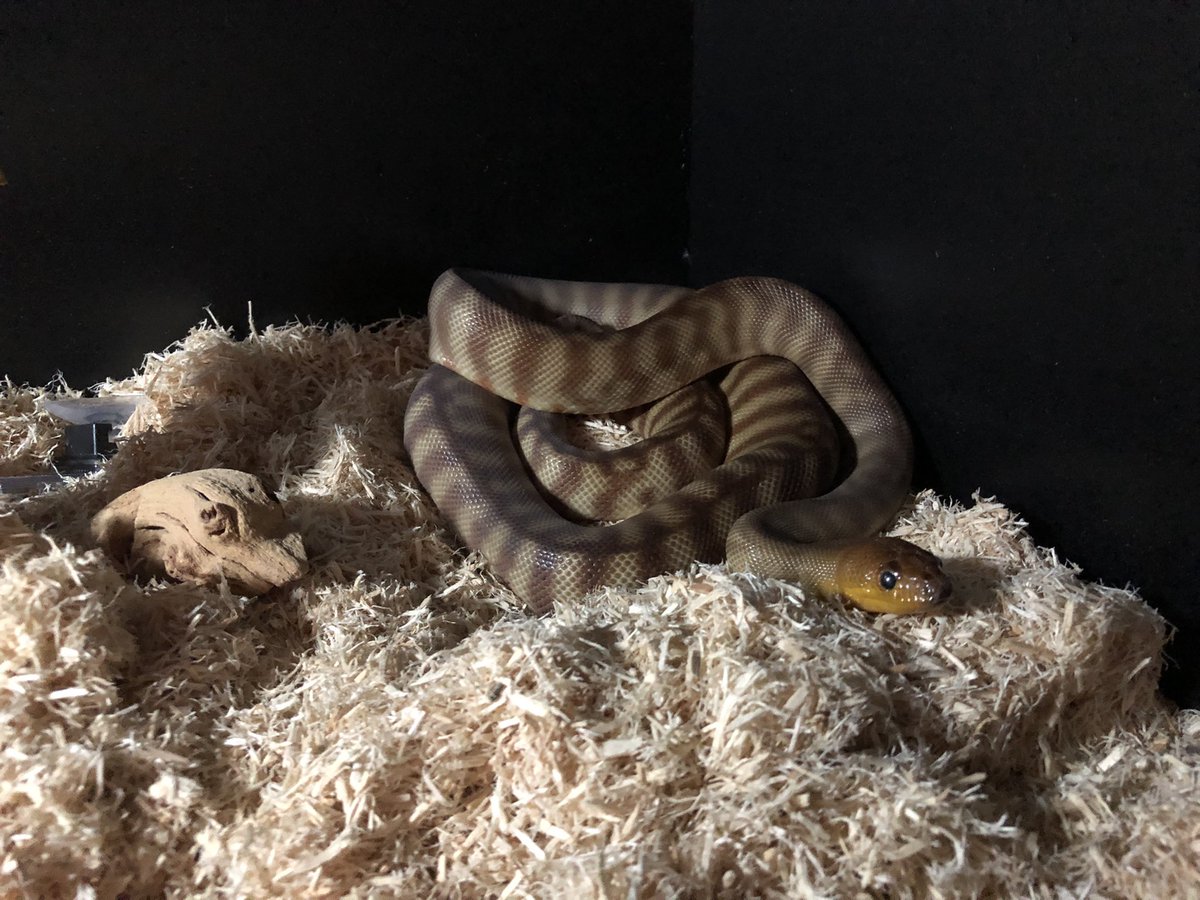 Xarallei's tweet image. This little guy's official one year anniversary since he arrived! #snakes #womapython