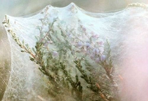 artemisinfurs's tweet image. 