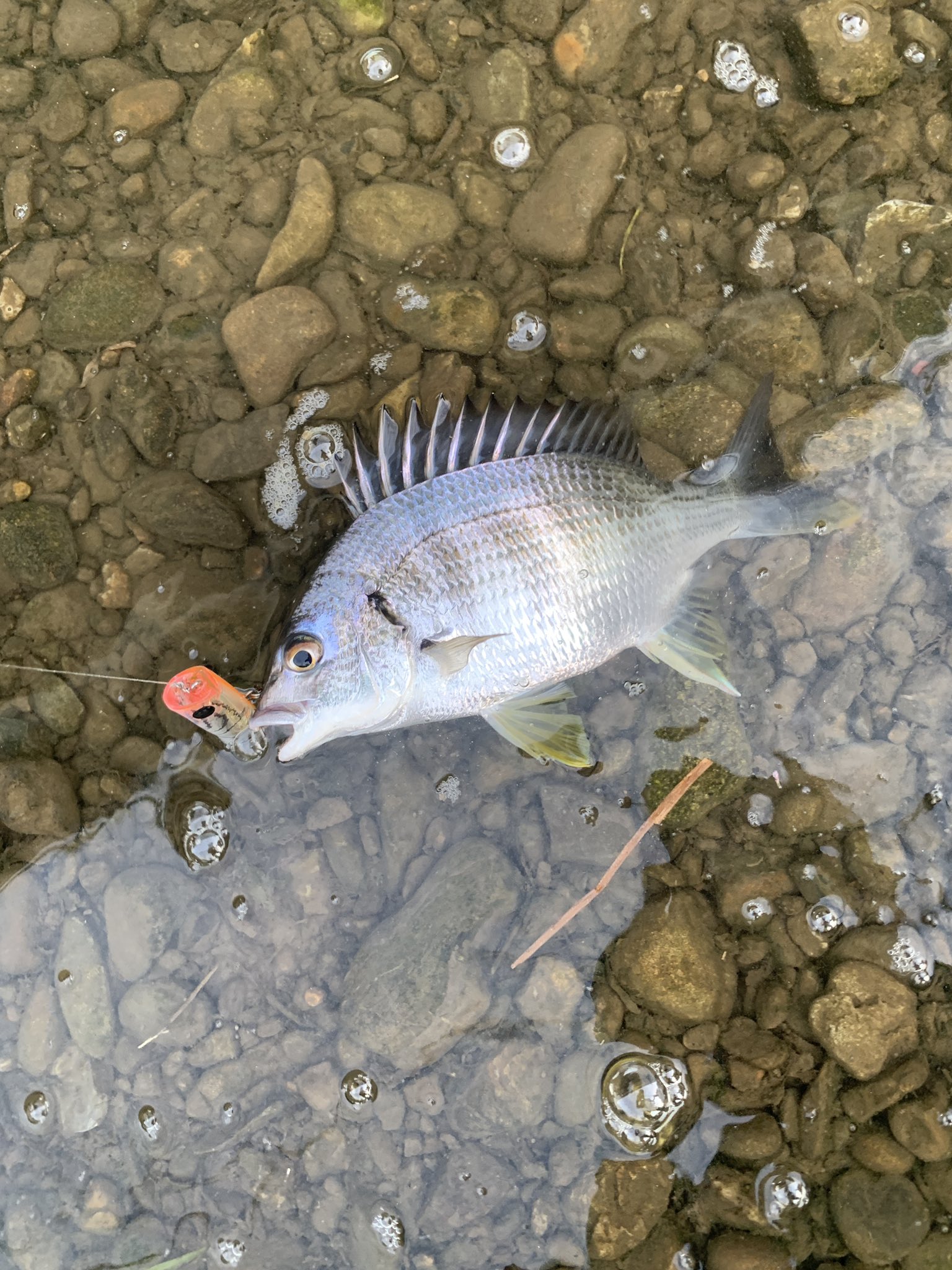鈴木り キビレ き き チビレ トップで出ればなんでも嬉しいわ 浜名湖 表浜名湖 奥浜名湖 静岡県 浜松市 釣り ルアー Shimano Risepop ルアーフィッシング Daiwa ダイワ シルバーウルフ76mls チヌ クロダイ キビレ チヌトップ トップ