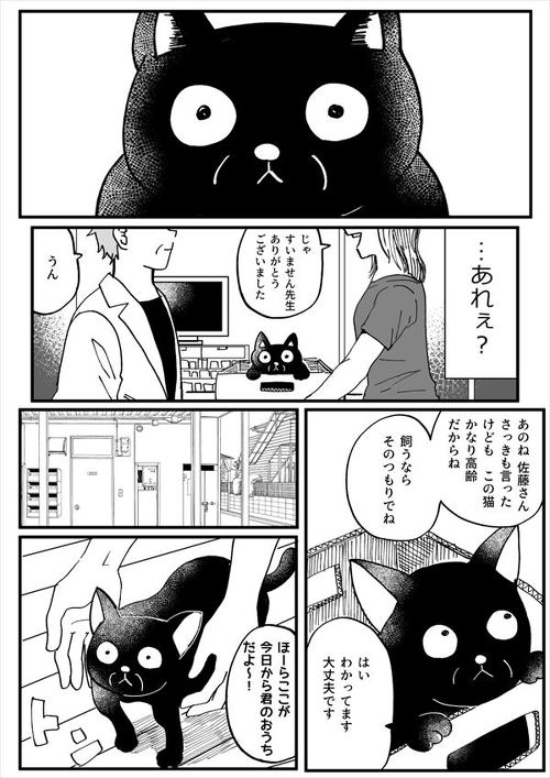 【漫画】死を覚悟した老猫が優しい飼い主と出会って…… "ひとりぼっち"同士だった1人と1匹の絆があたたかくて涙がこぼれる https://t.co/xBLTswT9nF @itm_nlabより 