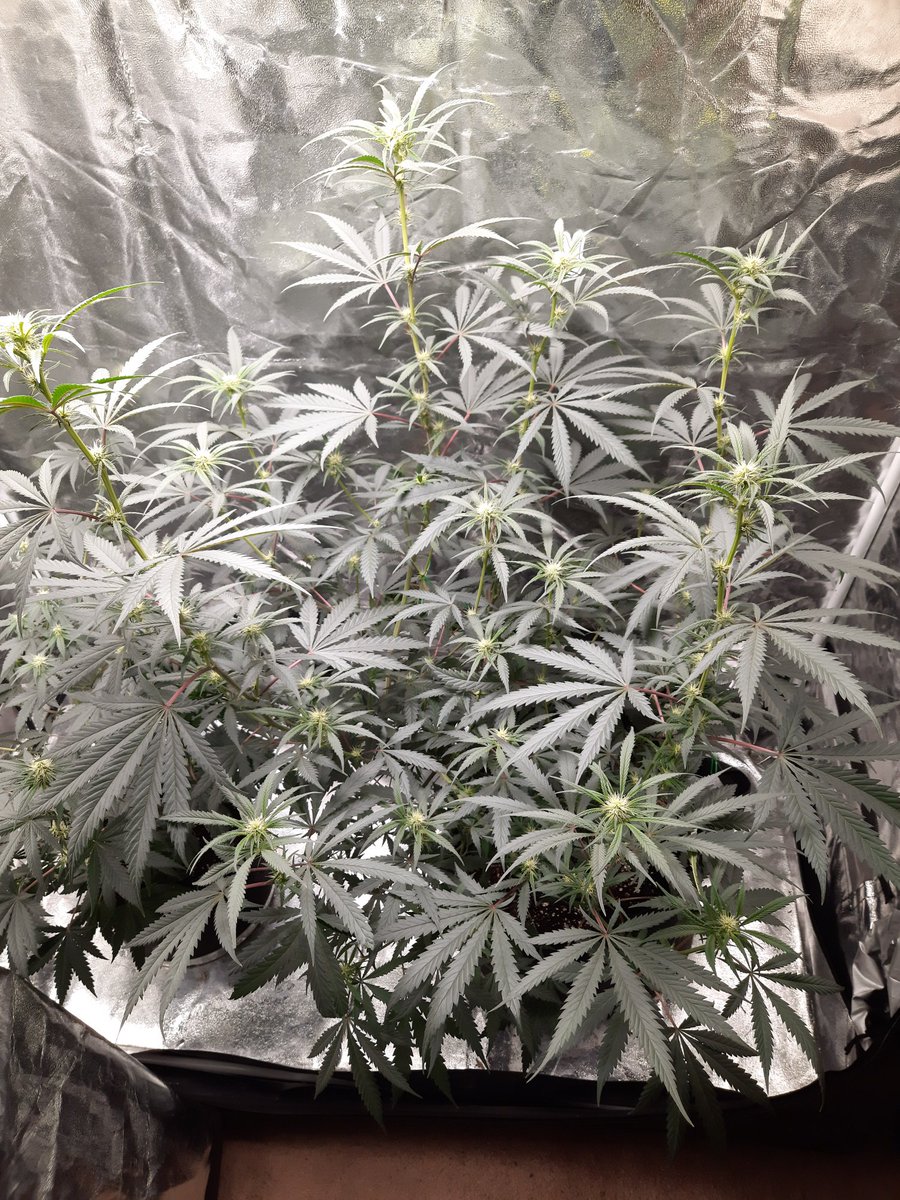 Rollicking_R8R's tweet photo. Ain't she fucking beautiful  😍 #GrowYourOwn #PlantDad #PeachOG https://t.co/kp0RDVgxYH