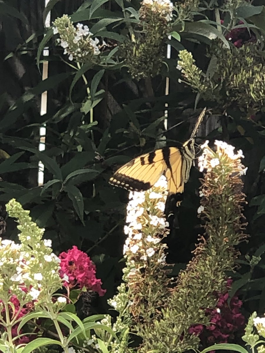 butterflylesson's tweet photo. My butterfly garden is amazing this year! https://t.co/Je5PCZkIuc