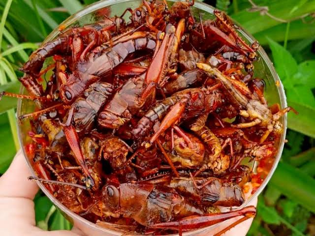 sarahmatari's tweet photo. Dr Bantul, kita menuju jalan Wonosari. Cari cemilan lagi. Ehm, ehm, ini enak lho serius. Belalang Goreng hmm. Krn dibumbuin bacem sblm digoreng, jd gurih &amp; renyah sekali. Coba2 dl gak ada salahnya, siapa tau habis setoples 😛 @shopeefood_id #BanyakRasaSatuIndonesia Pic dr Google https://t.co/2NIHxXiQ6y