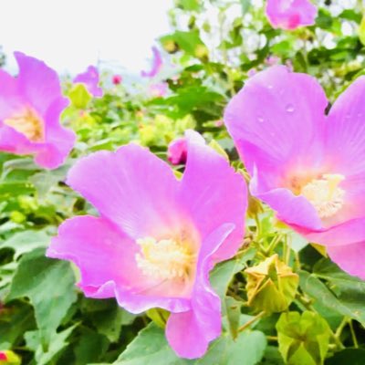 藤砂 葵 プロフィールの 葵の花 を赤からピンクに変更してみた 葵の花言葉は 大望 野心 豊かな実り 気高く威厳に満ちた美 高貴 神聖 温和 平安 優しさ 単純な恋 熱烈な愛 率直 ピンクの葵の花言葉は 母の愛 恩恵 温和 温厚 初恋 らしい 藤砂 葵 プロフィールの 葵の花 を赤からピンクに変更してみた 葵の花言葉は 大望 野心 豊かな実り 気高く威厳に満ちた美 高貴 神聖 温和 平安 優しさ 単純な恋 熱烈な愛 率直 ピンクの葵の花言葉は 母の愛 恩恵 温和 温厚 初恋 らしい