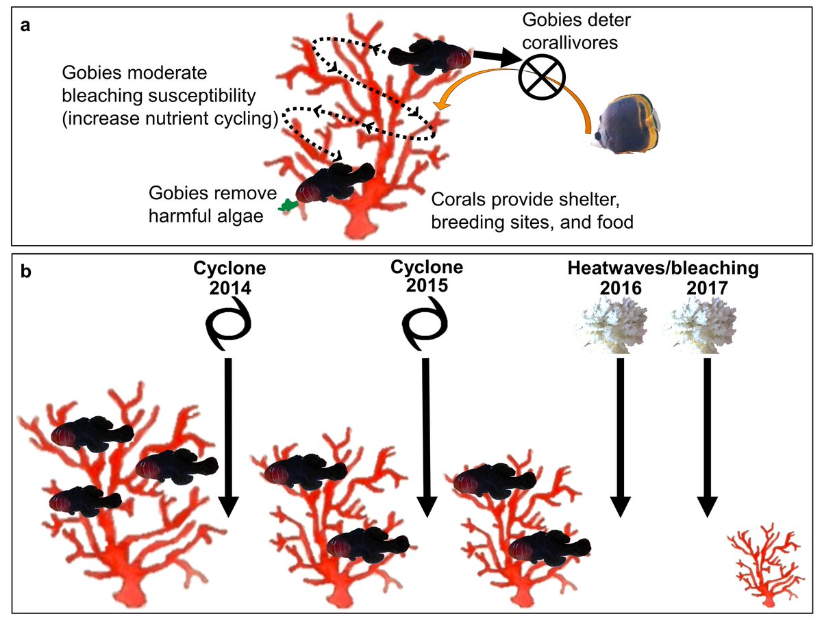 Catheline Froehlich🐠🎙️🐡|FishEcologist|Podcaster (@gobyprincess) on Twitter photo New paper📢🐡🐟! Goby fish are declining faster than their coral hosts after multiple cyclones & heatwaves devastated #LizardIsland in 4yr <a href="/SciReports/">Scientific Reports</a>
nature.com/articles/s4159…
Work w/ <a href="/MarianWong10/">Marian Wong</a> @reefevolution #MartinHing #MarkDowton
<a href="/UOW/">UOW</a> <a href="/UOW_CSES/">UOW CSES</a> <a href="/lirrf/">LIRRF</a>
#teamgoby #teamfish New paper📢🐡🐟! Goby fish are declining faster than their coral hosts after multiple cyclones & heatwaves devastated #LizardIsland in 4yr <a href="/SciReports/">Scientific Reports</a>
nature.com/articles/s4159…
Work w/ <a href="/MarianWong10/">Marian Wong</a> @reefevolution #MartinHing #MarkDowton
<a href="/UOW/">UOW</a> <a href="/UOW_CSES/">UOW CSES</a> <a href="/lirrf/">LIRRF</a>
#teamgoby #teamfish