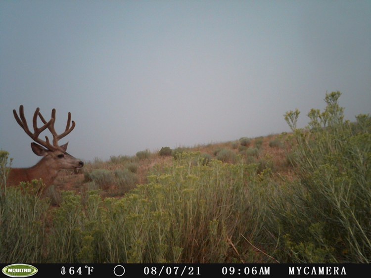 Moultrie's tweet photo. Sighting in the sage brush.
π·: @dl_hunting
#MoultrieCam #MuleDeer #HighCountry #MoultrieProducts #WorkHardHuntSmart #TrailCamera #GameCamera https://t.co/qdcF4SL3kT