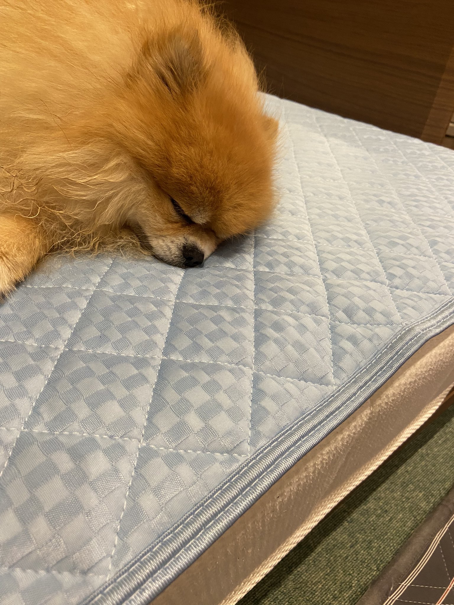 ポメラニアンかわいい Twitter Search Twitter