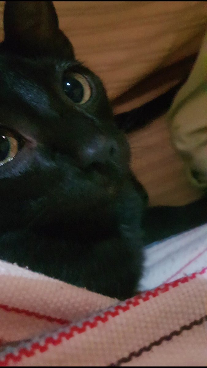 mela_chupan's tweet photo. les presento a mi michi, ella es Sirius Black pero pa los panas Sirius🤙🤙.. la adopté hace poco, tiene 6 meses y es todo lo q está bien en este mundo<3
#petsforcache https://t.co/9CgP4YEqjL