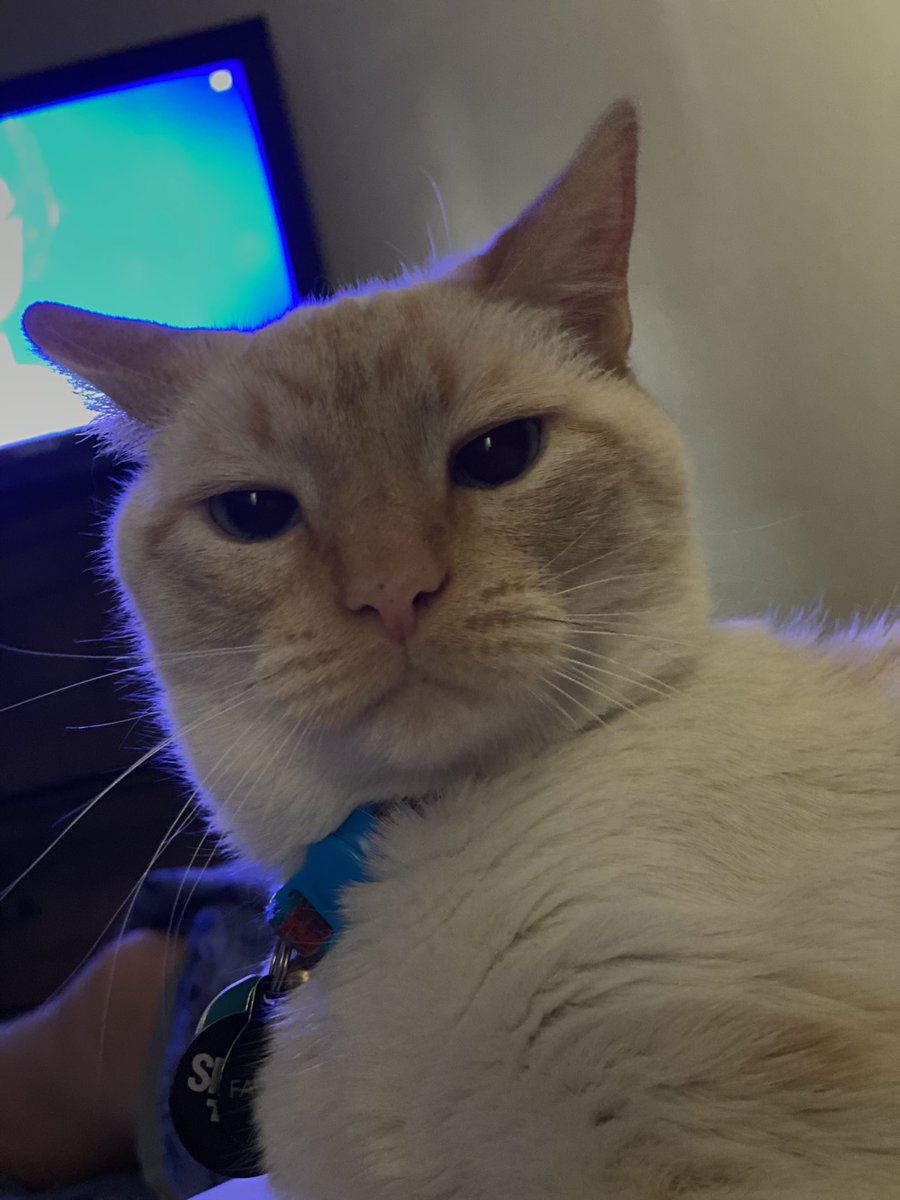 veronronica's tweet photo. If Fawkes had a Twitter, this would be his profpic and bio:
just a cute boy with a nose fweckle and a stupid whisker. #kentuckyborn #michiganraised #pnwliving https://t.co/3jWvm5vds8