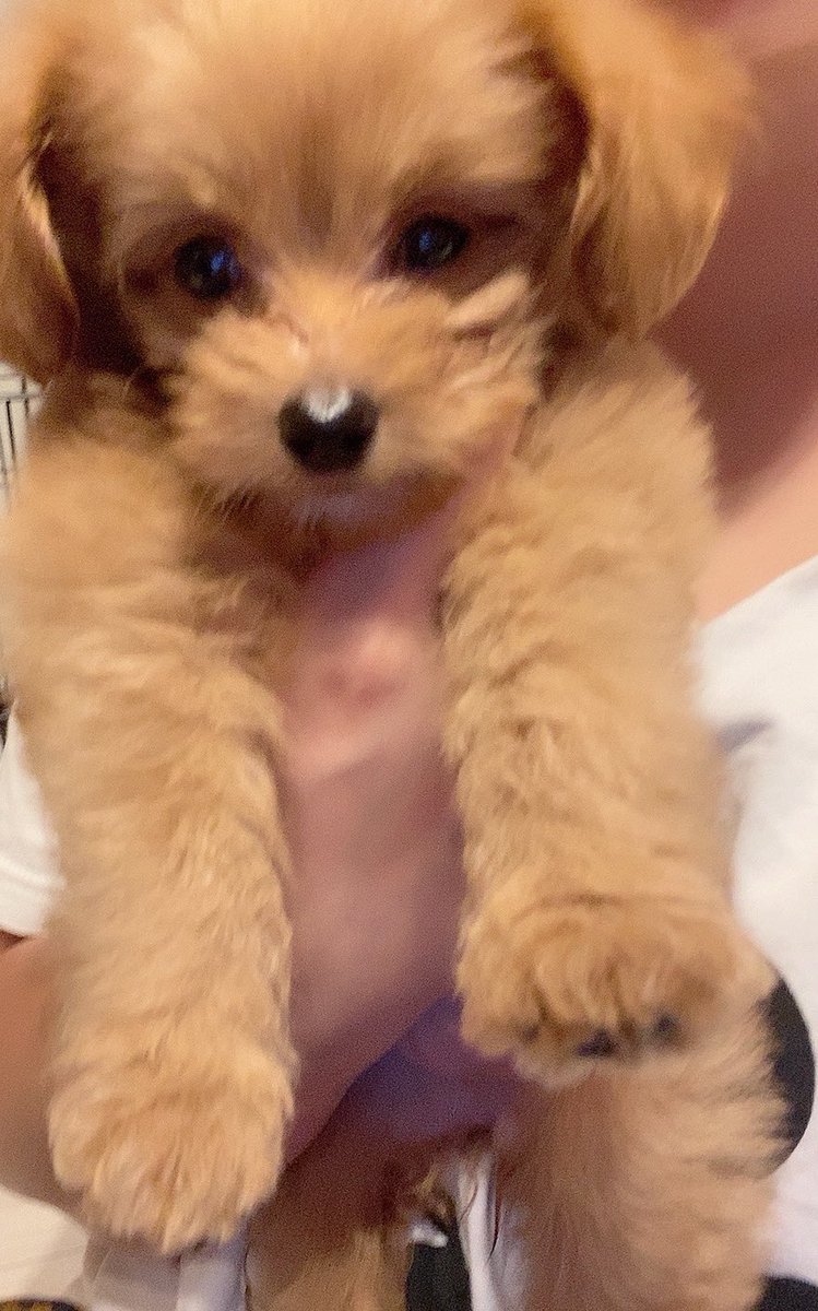 _3koikr's tweet photo. ノエルを飼ってから4日目🐶だけど毎日が幸せと笑顔で溢れてる🍀大切にするよ〜💓癒しすぎる︎︎ᕷ https://t.co/G0vbVDPrj6