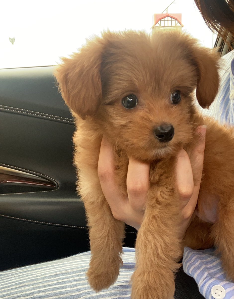 _3koikr's tweet photo. ノエルを飼ってから4日目🐶だけど毎日が幸せと笑顔で溢れてる🍀大切にするよ〜💓癒しすぎる︎︎ᕷ https://t.co/G0vbVDPrj6