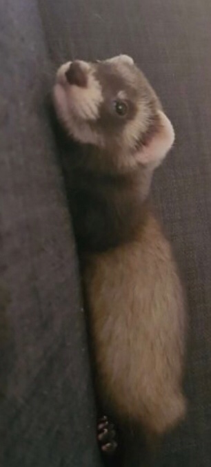 PlaysAlice's tweet photo. getting this cutie delivered in a fruit roll up of sweetness tomorrow :D https://t.co/PfTLBZ8EAy