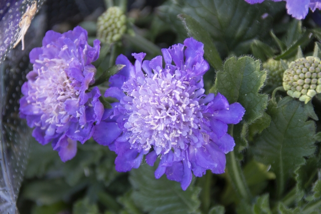 ミッキーｊ 今日の誕生花 8月13日は マツムシソウ 別名 スカビオサ 花言葉は 風情 魅力 無限の悲しみ マツムシソウ科 マツムシソウ属 二年草 越年草 マツムシソウ 今日の誕生花 相互フォロー希望