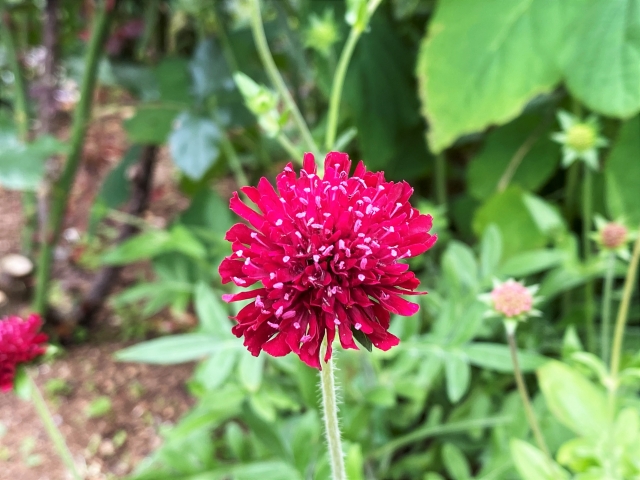 ミッキーｊ 今日の誕生花 8月13日は マツムシソウ 別名 スカビオサ 花言葉は 風情 魅力 無限の悲しみ マツムシソウ科マツムシソウ属 二年草 越年草 マツムシソウ 今日の誕生花 相互フォロー希望