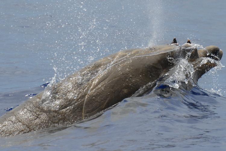 Navy needs a contractor to survey how beaked whales, fin whales and other species behave near sonar devices #AntisubmarineWarfare #Whales sligostreet.com/2021/08/12/nav…