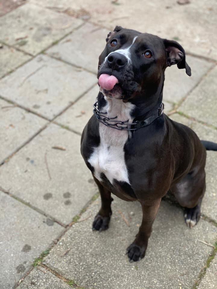 I’m in treatment for stage 4 cancer and it’s exhausting. I can’t take proper care of my dog and am trying to find her a home. We are in Delaware but I can get help to drive her almost anywhere. If you can help or retweet, I’d appreciate it.