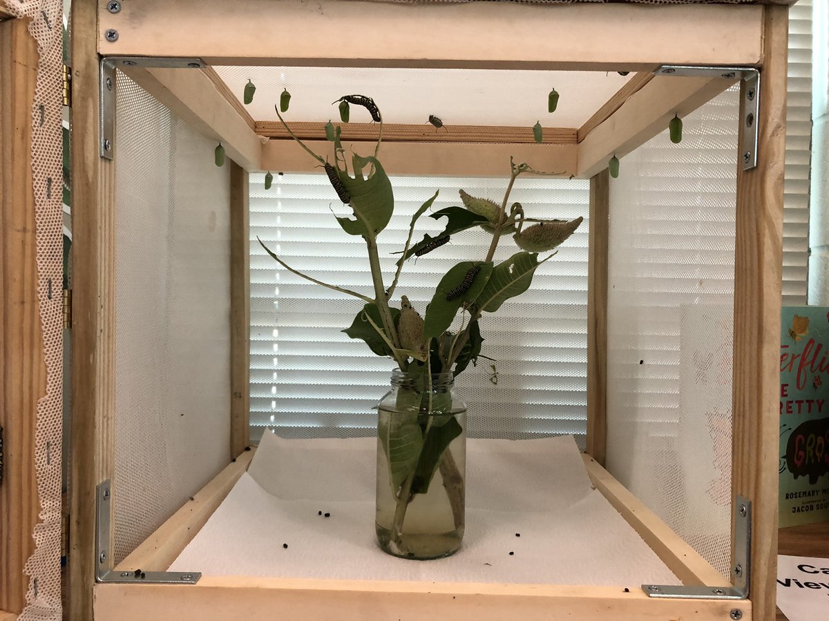 callmemrscandea's tweet photo. Today I got to talk to the Kinders about Monarch butterflies. Students took turns observing the classroom caterpillars and chrysalis’. Then we went outside to look for more around the Learning Garden.  #MagnetFocus #WPSproud #EarhartUSD259 https://t.co/dbJFGy3T4U